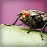/album/fifaqq11/photolia-a08-jpg/